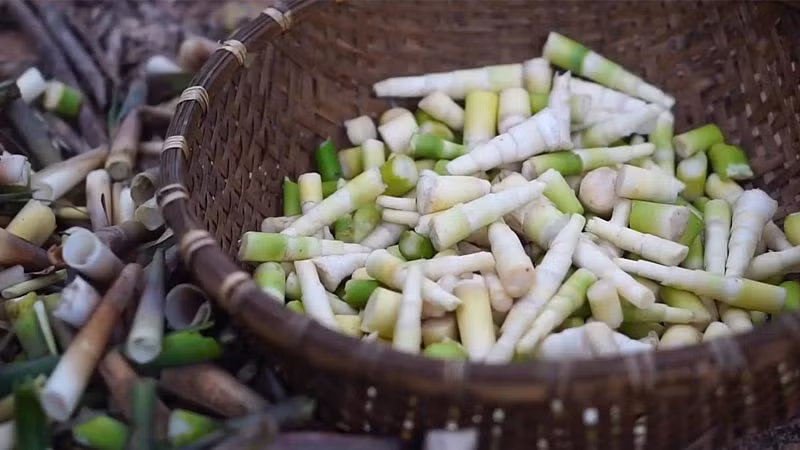 Măng le thường bắt đầu từ tháng 8 đến tháng 10 khi những cơn mưa mùa hạ tưới mát núi rừng. Đây là lúc chồi măng non bắt đầu nhú lên khỏi lớp lá mục, báo hiệu mùa hè đã về. Ảnh: Internet