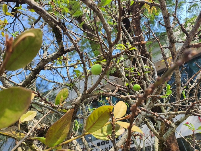 Cành mận lác đác bông hoa trắng muốt nở sớm và chi chít nụ non được bày bán tại chợ hoa Quảng Bá. Ảnh: Arttimes