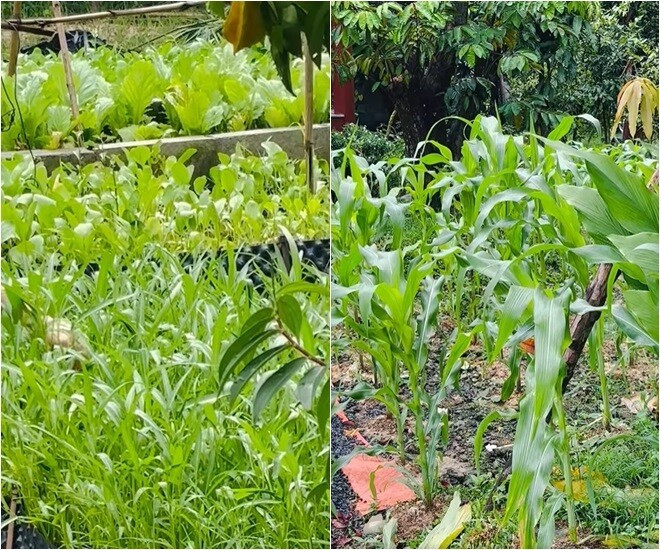 Việt Trinh cho biết chưa trồng cây ăn trái, mới chỉ trồng rau. Cạnh đó là vườn ngô chuẩn bị trổ bông. Ảnh: FB Trần Việt Trinh