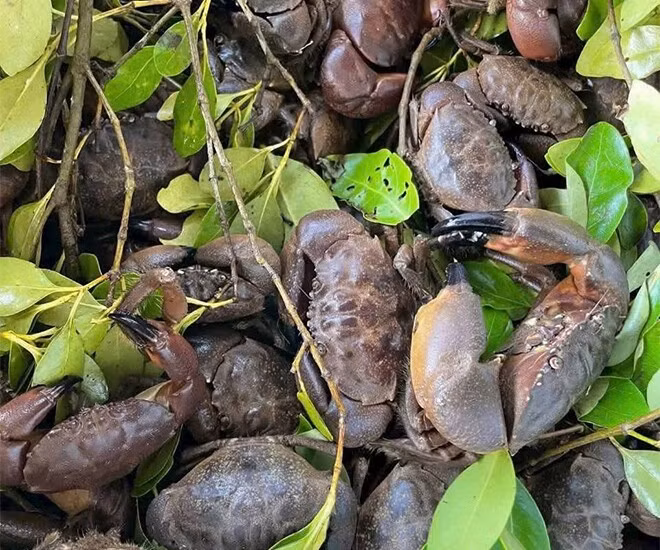 Tháng 3 – 4 là thời điểm cù kỳ nhiều gạch, thịt dày, được đánh giá là mùa ngon nhất. Ảnh: Facebook