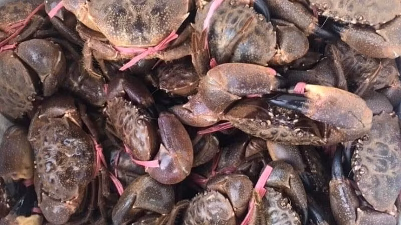 Tháng 5 – 6 là giai đoạn sinh sản. Từ tháng 8, gió mùa về, cù kỳ chui sâu vào hang, đánh bắt khó hơn. Ảnh: Facebook