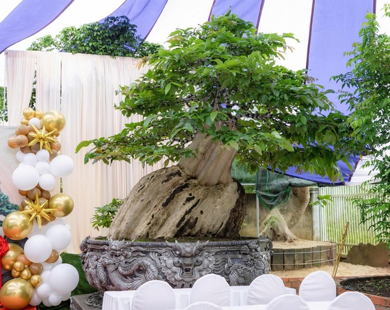 Dáng thân nu tròn độc bản, được phát hiện tại vùng đồi ở Lào và đưa về Đắk Lắk sau một hành trình gian nan. Ảnh: Tapchivietnamhuongsac