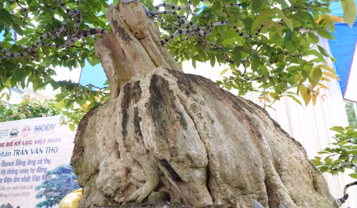 Phần thân phình to độc đáo, các khối nu tròn độc bản hiếm có. Ảnh: VietKings