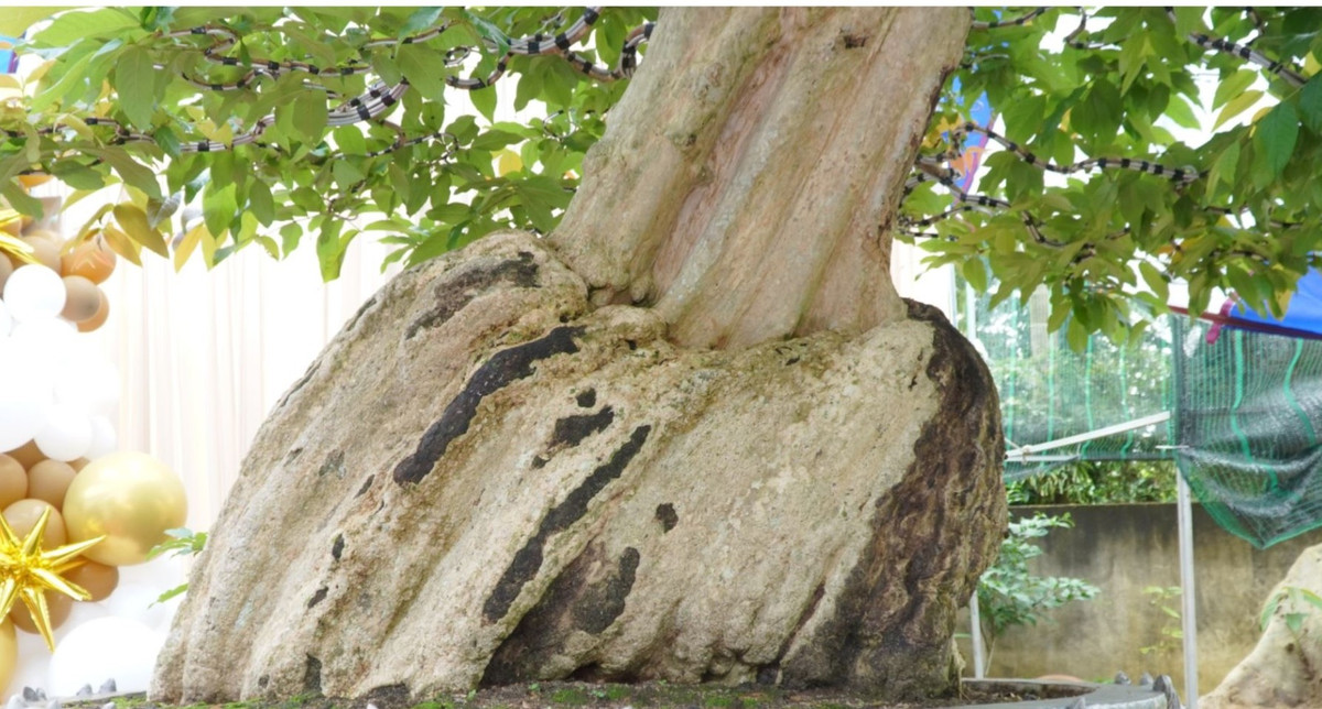 Thân cây xù xì như hoá thạch. Ảnh: VietKings