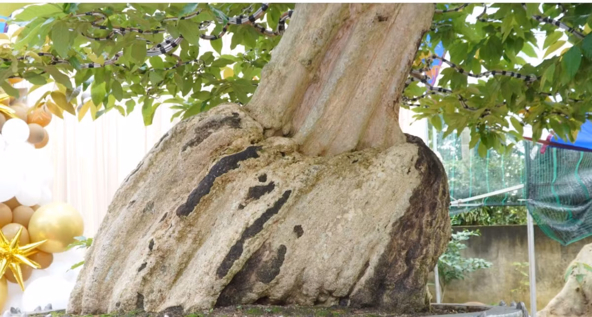 Thân cây xù xì như hoá thạch. Ảnh: VietKings