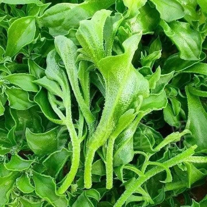 Rau kim cương có nguồn gốc từ châu Phi, được lai tạo và phù hợp canh tác tại Việt Nam. Ảnh: Facebook