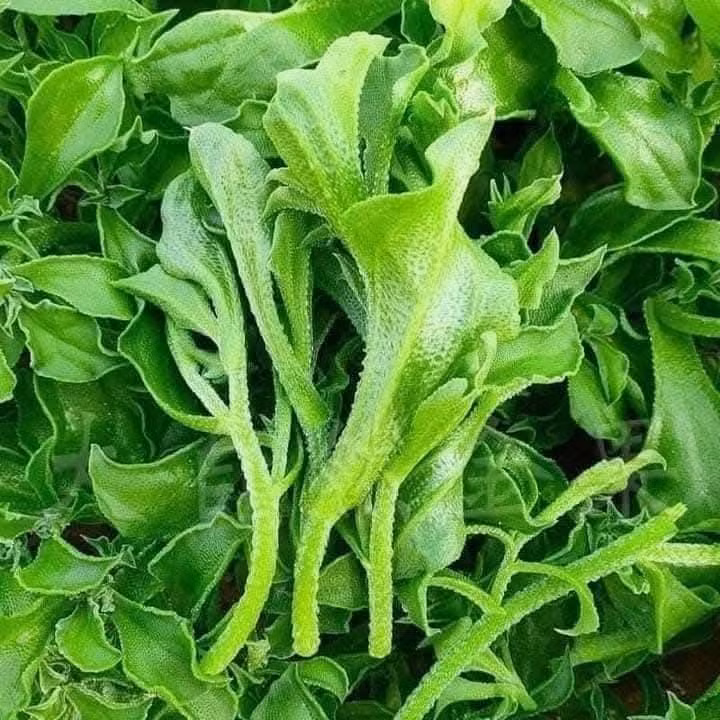 Rau kim cương có nguồn gốc từ châu Phi, được lai tạo và phù hợp canh tác tại Việt Nam. Ảnh: Facebook