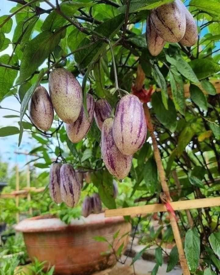 Nhiều người bất ngờ vì lần đầu nhìn thấy loại dua này. Đây là giống dưa hấu Nam Mỹ, hay còn gọi dưa Pepino. Ảnh: Facebook