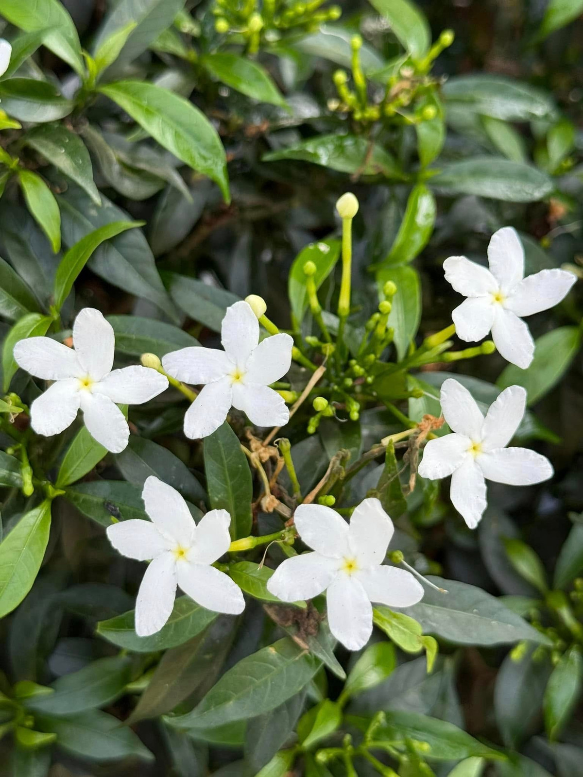 Nữ ca sĩ khoanh từng vùng trồng rau, hoa và cây ăn trái. Ảnh: FB My Tam