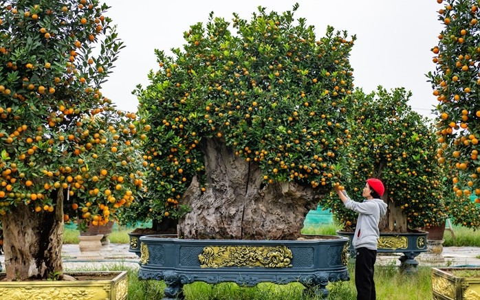Quất ghép trong gỗ lũa có chiều cao lên tới hơn 3m cả chậu. Ảnh: Vietnamnet