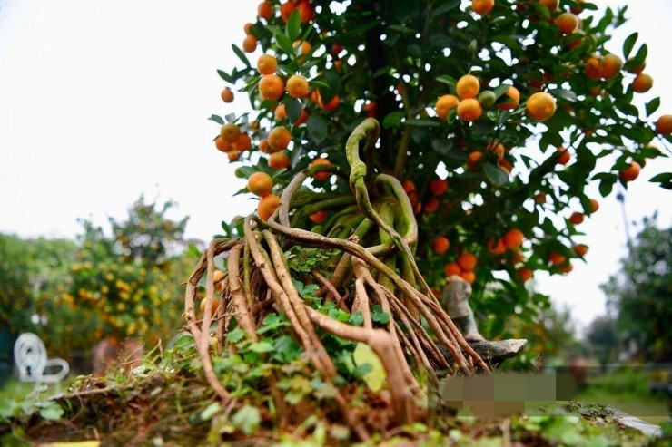 Quất mộc căn được các chủ vườn tạo nhiều dáng, thế như huynh đệ, mẫu tử, thác đổ, ngũ phúc, tam đa...Ảnh: Dân Việt