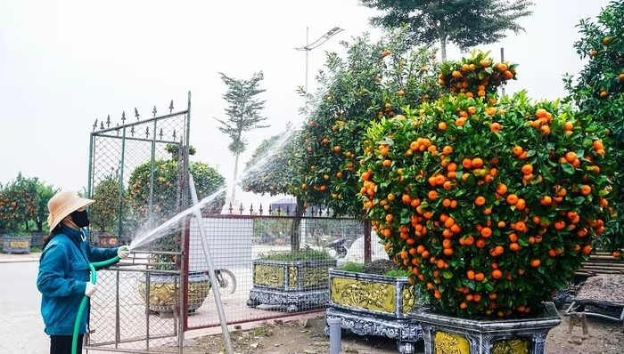 Quất hình lục bình cũng thu hút người chơi. Ảnh: QĐND