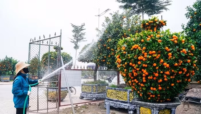 Quất hình lục bình cũng thu hút người chơi. Ảnh: QĐND