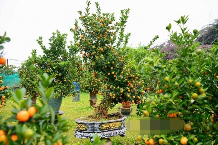 Quất mộc căn độc lạ với bộ rễ trồi lên khỏi mặt đất tựa như những cây cổ thụ lâu năm. Ảnh: Dân Việt