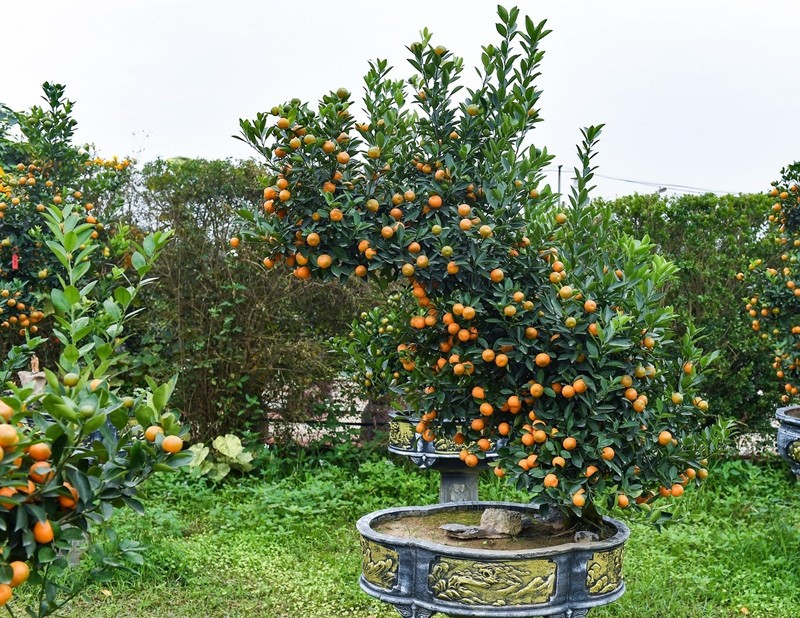 Theo chủ vườn, đỉnh sơn là hình ảnh con ngựa đứng trên đỉnh núi đá vững chắc, biểu trưng cho sự kiên định; phong mã là con ngựa cưỡi gió trên đỉnh núi, thể hiện sức mạnh và khát vọng vươn lên; còn kết trái khai hoa gợi hình ảnh bờm ngựa tung bay trong gió, nơi muôn hoa tỏa hương và kết trái. Ảnh: Vietnamnet