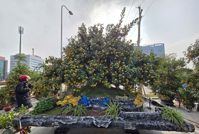 Cây quất có tuổi đời trên 10 năm, thân gốc to, tán rộng, quả dày và phân bố đều từ gốc đến ngọn. Ảnh: Tiền phong