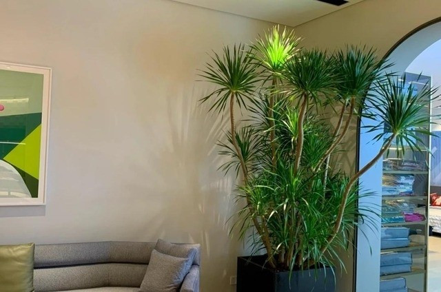 Nhựa đỏ của cây huyết rồng còn được coi là dấu hiệu của sinh khí dồi dào, mang ý nghĩa giữ lộc, tụ tài. Ảnh: Internet