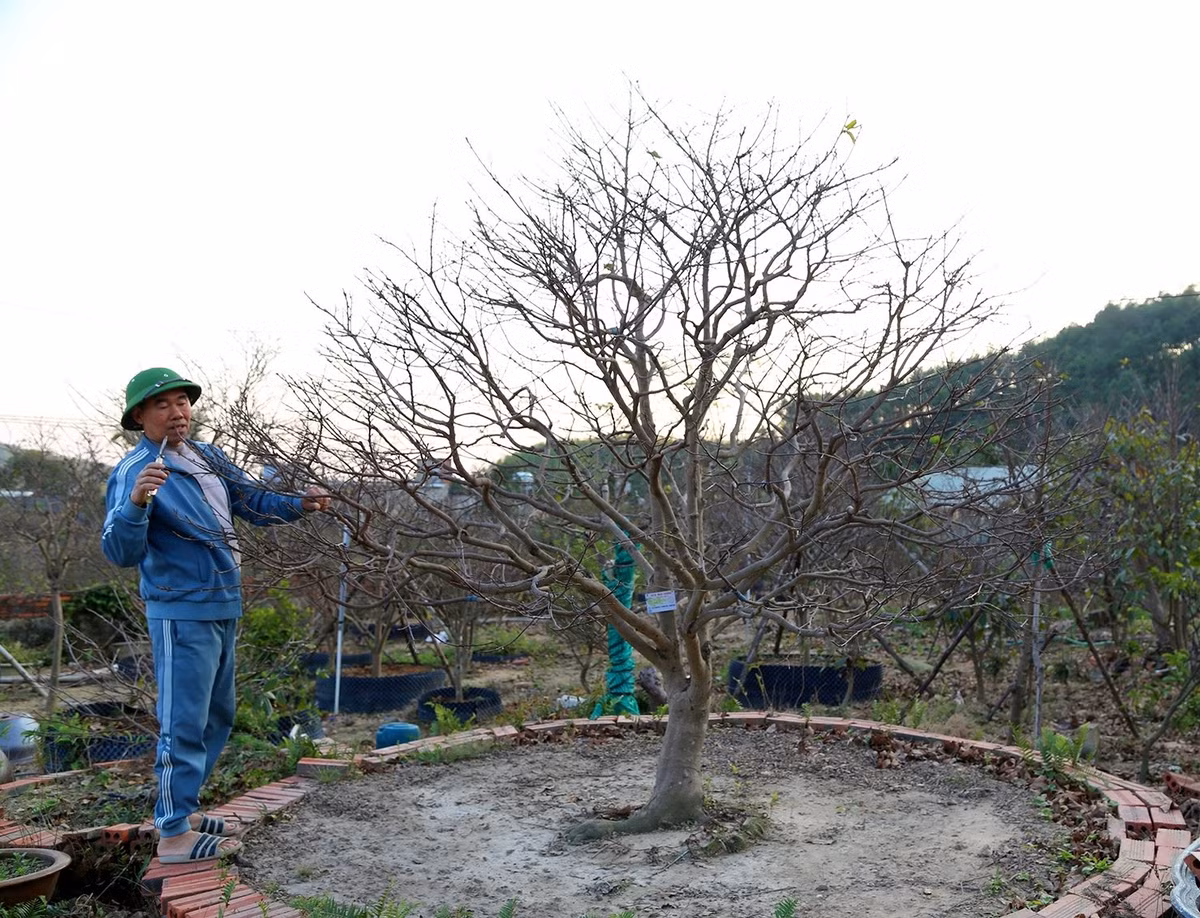Cây mai được trồng hơn 20 năm trước, cao 4,6m, tán cây rộng 4,2m, gốc to và nhiều nụ hoa. Hiện tại, cây mai nhìn như cành củi khô, nhưng khoảng nửa tháng nữa, cây sẽ bung hoa vàng tươi, lá non đâm chồi. Ảnh: Vietnamnet