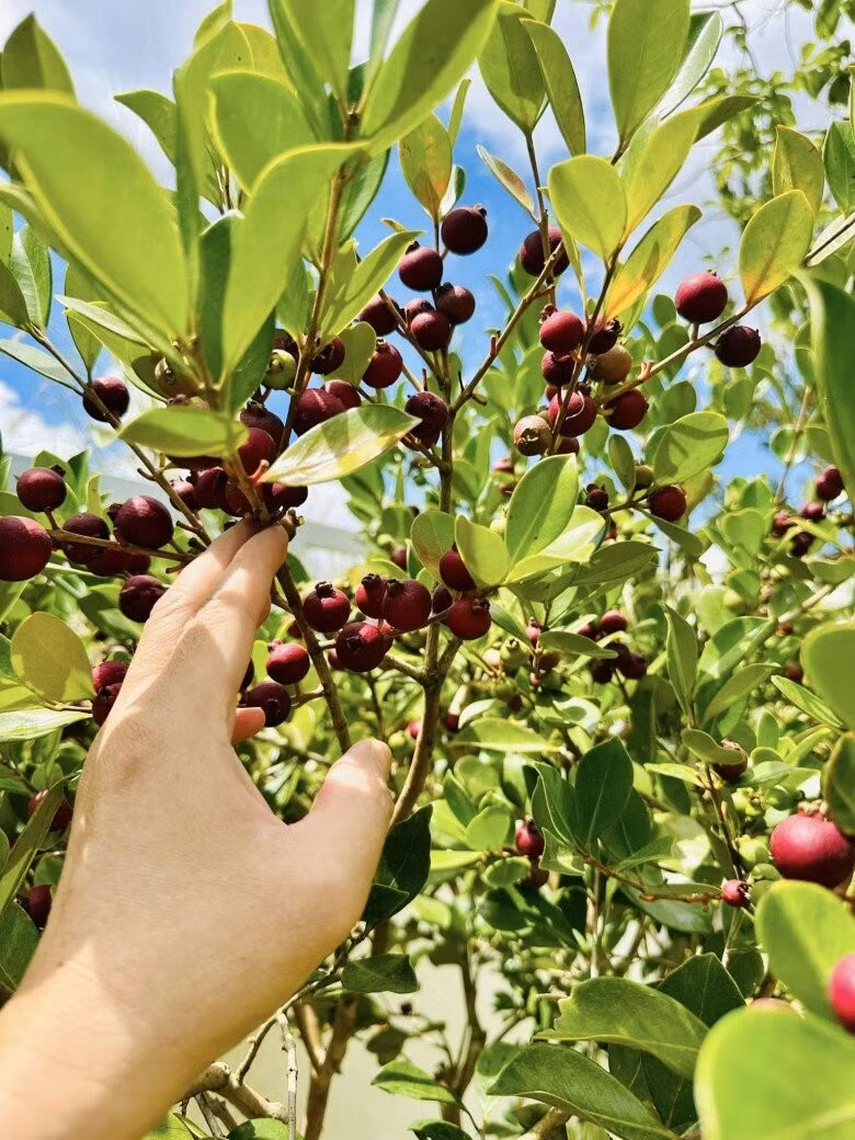 Những chùm quả chín đỏ tím trông như trái sim, mọc sát nhau dọc theo các cành lá xanh tốt. Ảnh: FB Bùi Đại Nghĩa