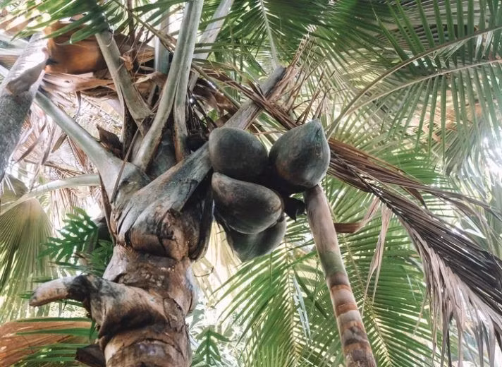 Vì vậy, loài cây này đã được đưa vào danh sách nguy cấp, có nguy cơ tuyệt chủng trong Sách đỏ IUCN. Ảnh: The Blonde Abroad