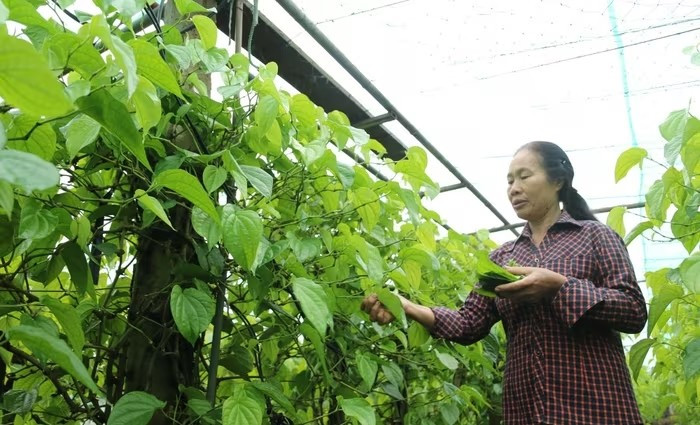 Dịp cận Tết, nhu cầu thờ cúng nhiều, giá trầu tăng cao so với ngày thường mang lại nguồn thu nhập đáng kể cho người trồng. Ảnh: Suckhoedoisong