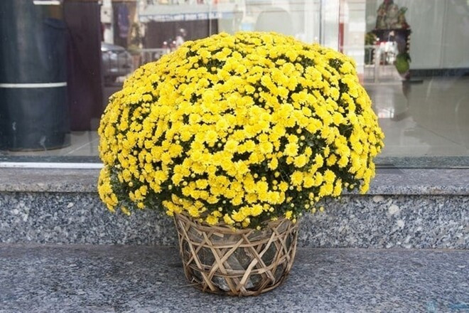 Hoa cúc được ưa chuộng trong dịp Tết nhờ ý nghĩa phong thủy tốt lành về trường thọ, phúc khí và sức khỏe. Ảnh: Internet