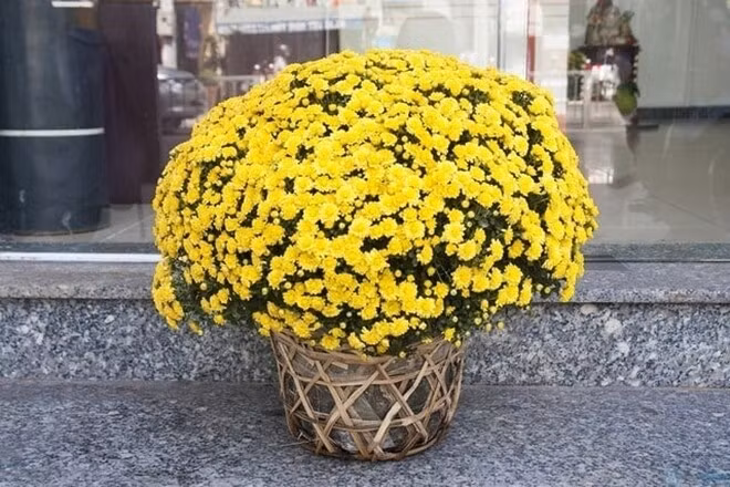 Hoa cúc được ưa chuộng trong dịp Tết nhờ ý nghĩa phong thủy tốt lành về trường thọ, phúc khí và sức khỏe. Ảnh: Internet