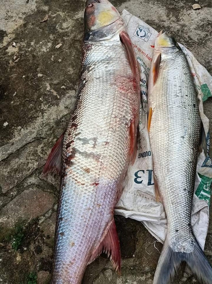 Nhờ thân dài, vây khỏe, miệng rộng với hàm răng sắc, nhọn và cú táp mồi dứt khoát, cá măng lao đi trên mặt nước với tốc độ cực nhanh để đuổi mồi. Ảnh: Internet