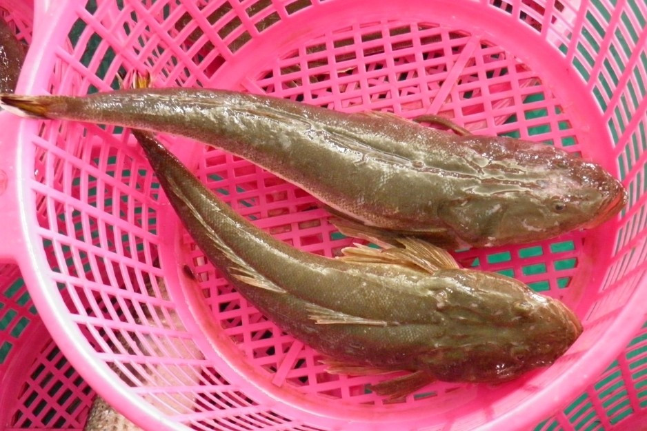 Trước kia, ngư dân miền Trung chỉ coi cá chai là loài cá phụ, không mấy giá trị, chủ yếu dùng làm thức ăn cho gia súc. Ảnh: Sfood