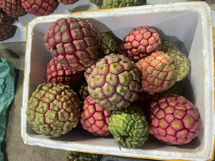 Thông thường, na rừng tại Trung Quốc khoảng 80 NDT (tương đương 295.000 đồng)/kg, loại đắt hơn thậm chí có thể lên đến 160 NDT (khoảng 591.000 đồng)/kg. Ảnh: Facebook