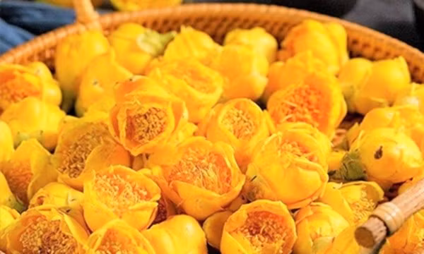 Trà hoa vàng có giá trị dược liệu cao, nụ và hoa chứa hơn 400 hoạt chất sinh học có lợi cho sức khỏe. Ảnh: Internet
