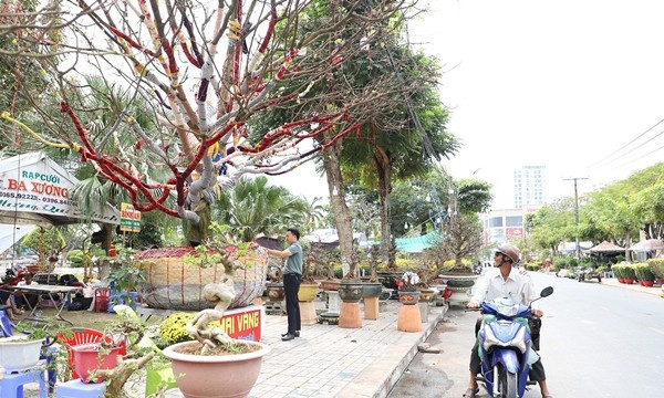 Cây mai vàng cao khoảng 5,5m tính từ mặt chậu, tán rộng gần 7m. Ảnh: Vietnamnet