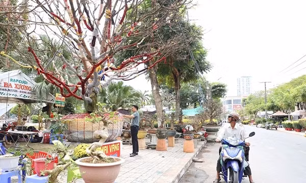 Cây mai vàng cao khoảng 5,5m tính từ mặt chậu, tán rộng gần 7m. Ảnh: Vietnamnet