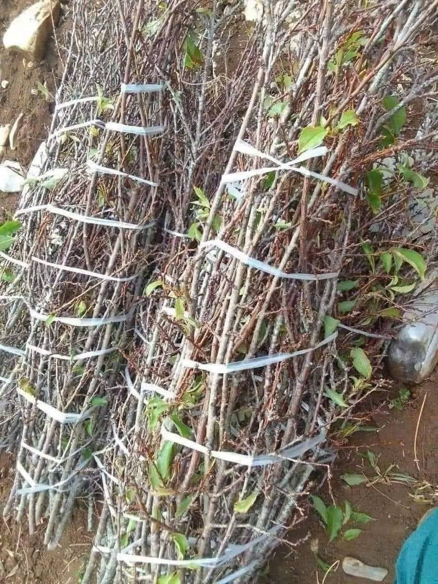 Cành mận rừng được khai thác từ các tỉnh vùng núi Tây Bắc như Sơn La, Lai Châu, sau đó mang xuống Hà Nội. Ảnh: Facebook