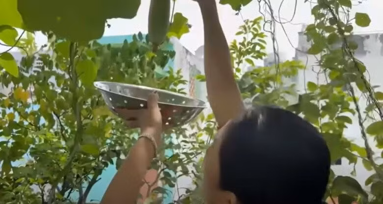 Ra vườn thu hoạch lần cuối trước khi chuyển đi, nữ nghệ sĩ 7X cho biết, cây mướp "cứu đói" cho cả xóm trong mùa dịch COVID-19 giờ vẫn cho trái. Ảnh chụp màn hình