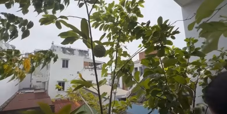 Trong vườn còn có na nhưng chưa chín. Ảnh chụp màn hình