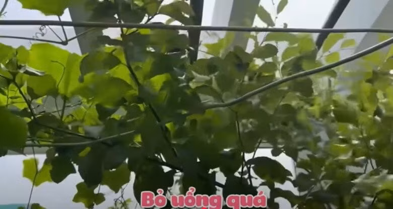 Cây táo tốt um, Cát Tường tiếc vì không đem đi được. Ảnh chụp màn hình