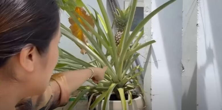 Trái dứa Cát Tường sẽ thu hoạch để cúng khai trương. Ảnh chụp màn hình