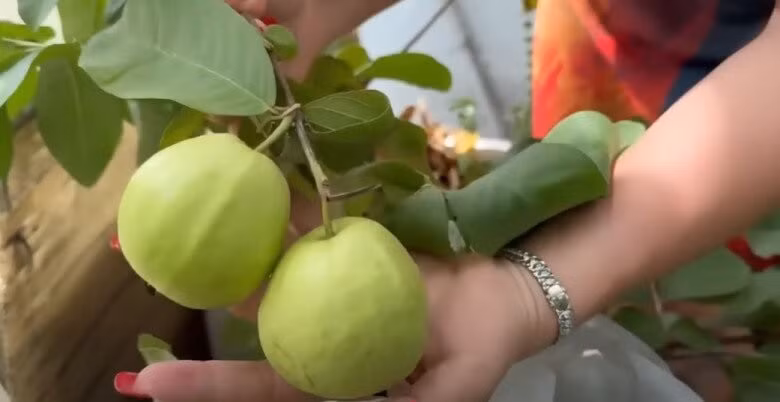 Những trái ổi được Cát Tường bọc nilon cẩn thận đã đến độ chín. Ảnh chụp màn hình