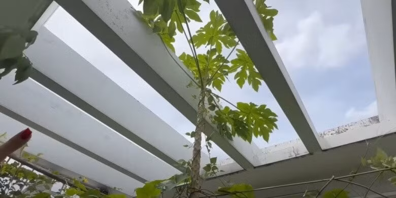 Cây đu đủ cao vút. Ảnh chụp màn hình