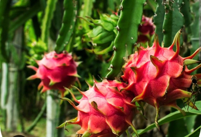 Thanh long trái to, đẹp, đủ tiêu chuẩn xuất khẩu, giá dao động 5.000-6.000 đồng/kg. Ảnh: Kinhtedothi