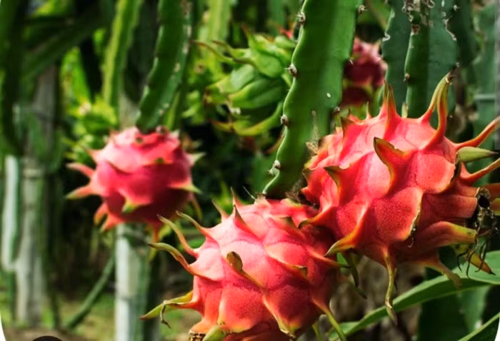 Thanh long trái to, đẹp, đủ tiêu chuẩn xuất khẩu, giá dao động 5.000-6.000 đồng/kg. Ảnh: Kinhtedothi