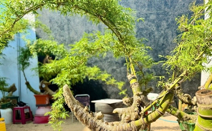 Vườn tre bonsai của anh Hồ Ngọc Kha gây ấn tượng bởi nhiều dáng cây lạ mắt, cổ kính, mang vẻ đẹp mộc mạc nhưng tinh tế. Ảnh: Tiền phong
