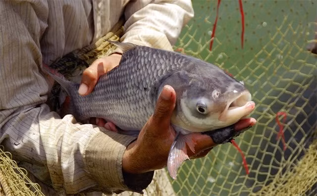 Tuy nhiên, cá hô ngày càng khan hiếm trong tự nhiên. Những năm gần đây, nhiều tỉnh như Vĩnh Long, An Giang, Đồng Tháp...phát triển mạnh nghề nuôi cá hô thương phẩm. Ảnh: Tapchithuysan