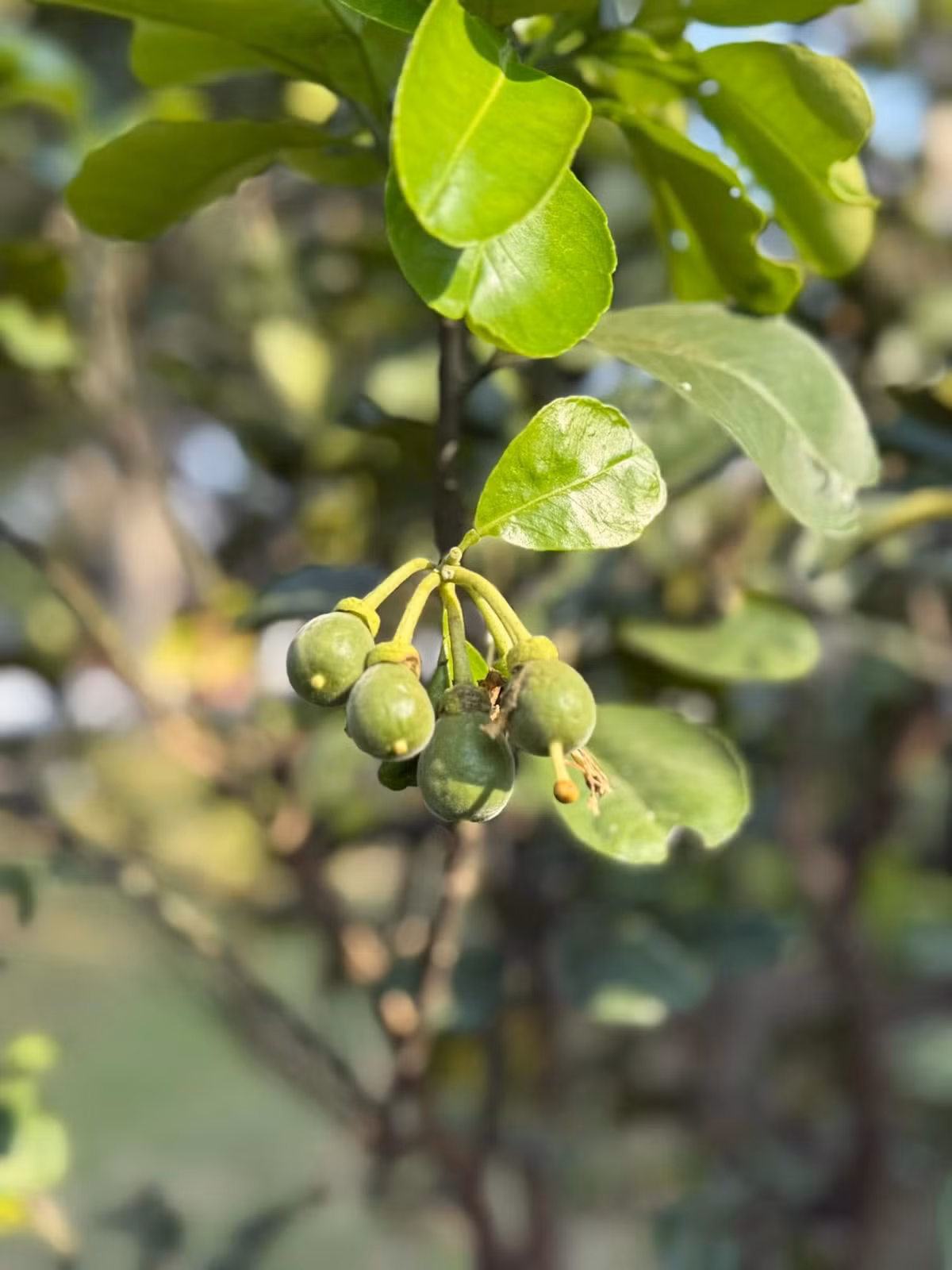Mỹ Tâm cho biết, cây ăn trái có đủ bốn mùa như xoài, ổi, bưởi, táo, mít...Ảnh: FB My Tam