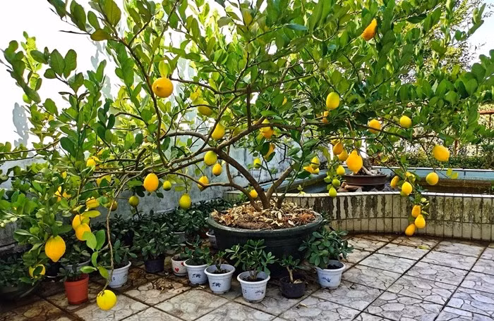 Trồng chanh vàng ở ban công gợi cảm giác của cải có dòng chảy, liên tục sinh ra giá trị mới. Ảnh: Dân Việt