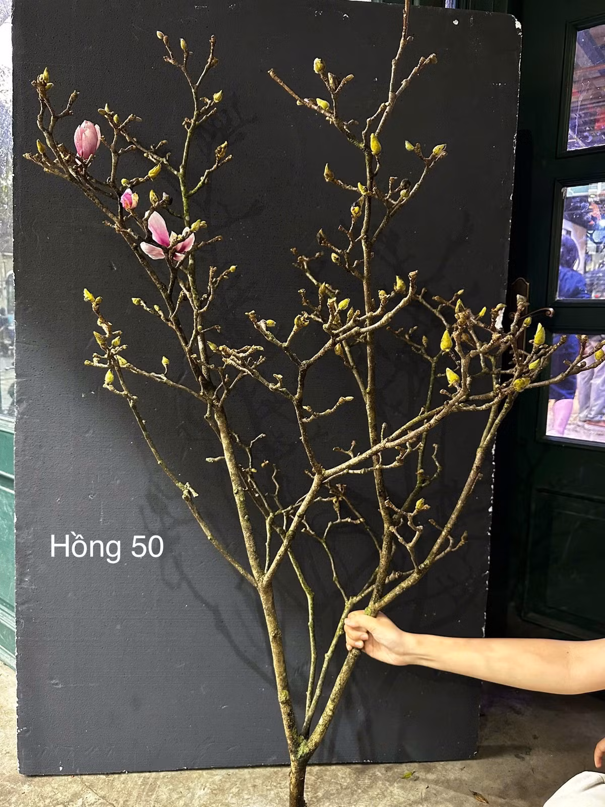 Những cành mộc lan có nụ to, xanh, đều được đánh giá cao về khả năng nở hoa. Ảnh: FLORY