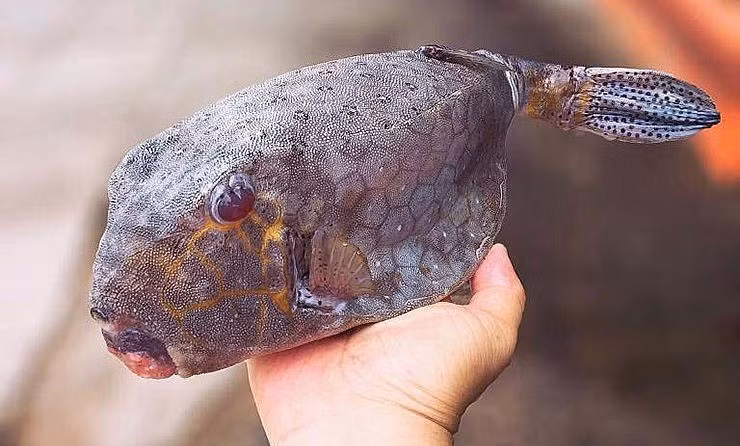 Trên thân cá còn có các đốm nâu nhỏ, vây và đuôi đều ngắn. Không ít người lần đầu thấy cá bò hòm đều gọi vui là "thủy quái" vì trông quá khác thường và có phần đáng sợ. Ảnh: Thuonghieusanpham