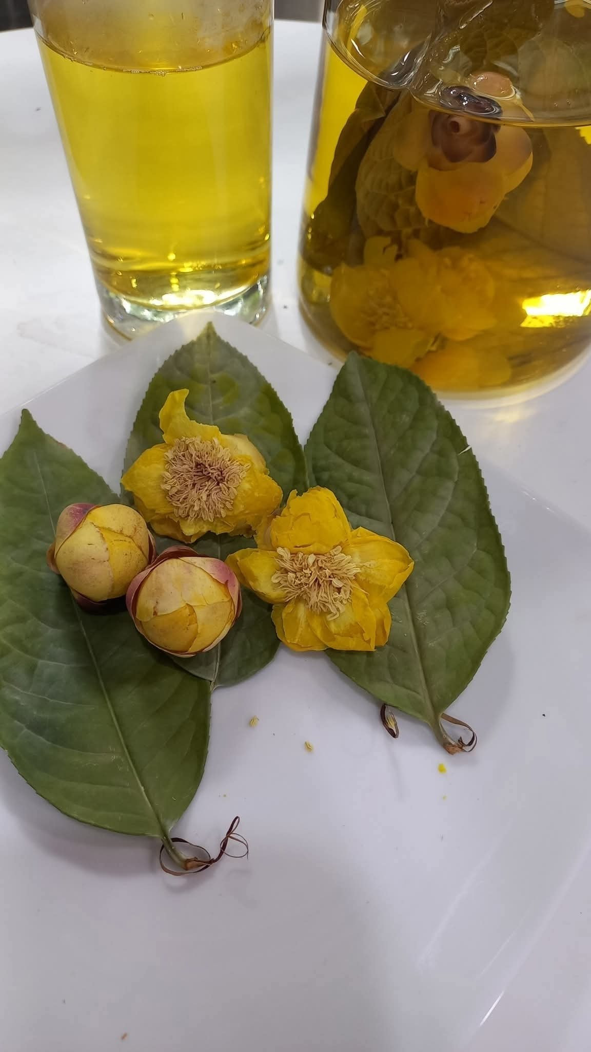 Trong thế giới trà thảo mộc, trà hoa vàng nổi lên như một “bảo vật” của núi rừng Việt Nam. Ảnh: Facebook