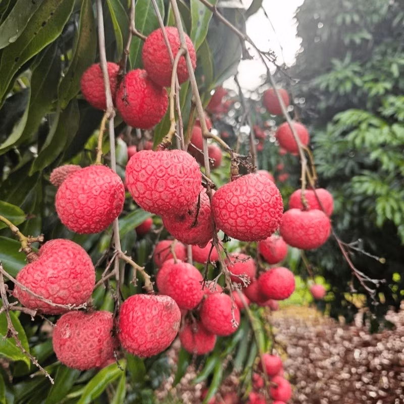 Chính vụ thu hoạch của giống vải Kaimana là vào khoảng tháng 11 đến tháng 1, giá bán ở Úc là khoảng 80 USD/thùng 5 kg, tương đương hơn 2,1 triệu đồng. Ảnh: Tropicaltreeguid